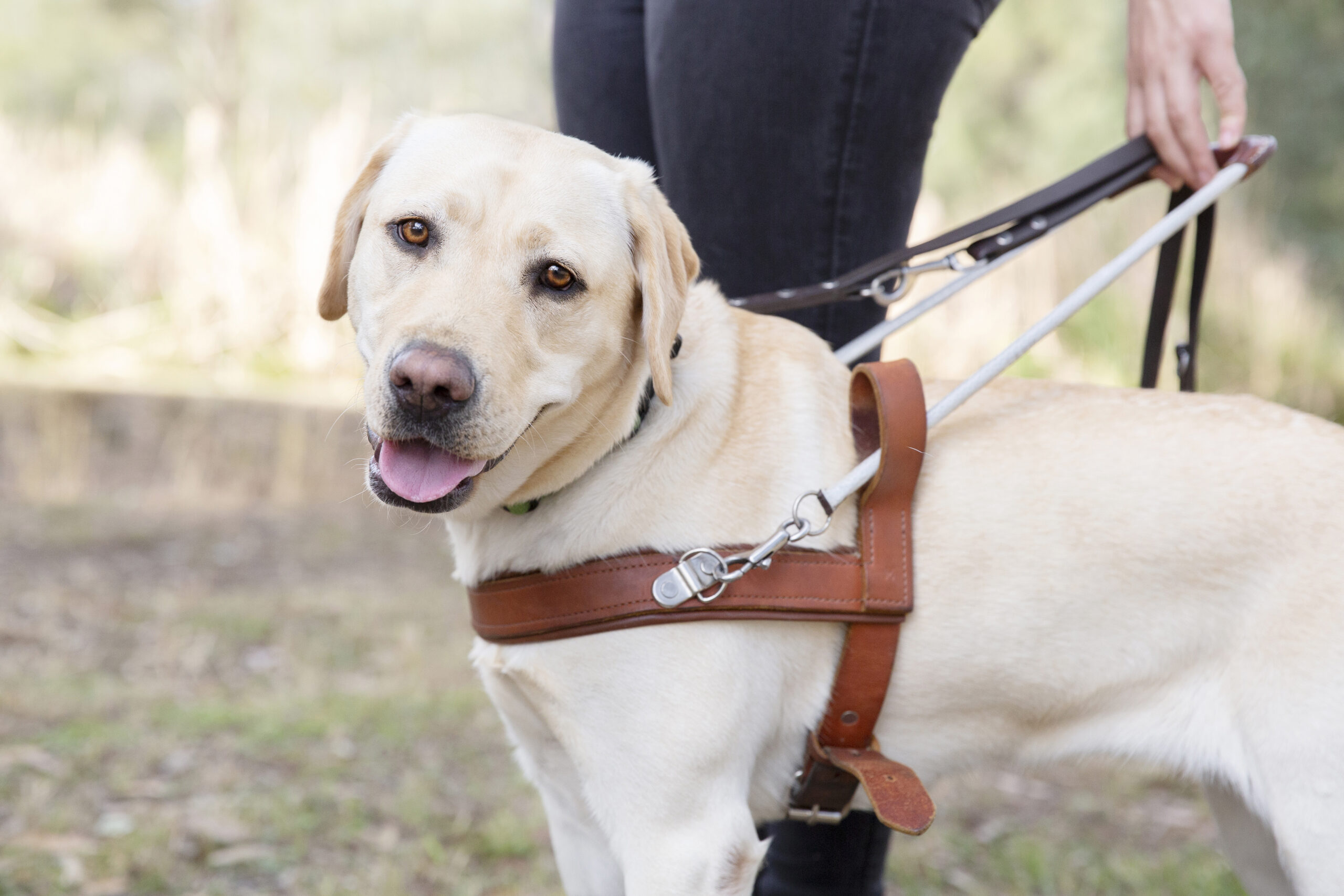 mastiff harness
