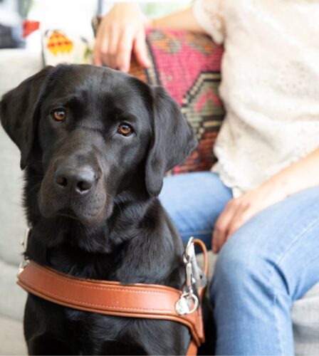 Guide Dogs encourage good ‘petiquette’