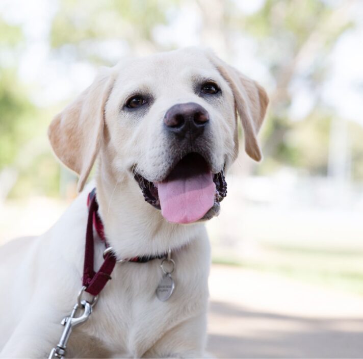 A yellow labrador dog standing outside on a lead looking at the camera with an open mouth.