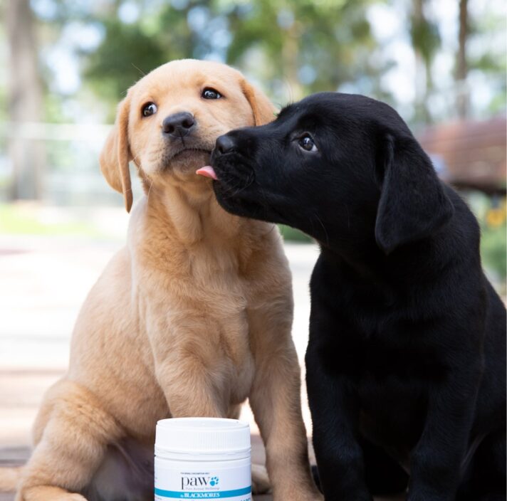 Two ten week old puppies, one yellow and one black, outside seated on their back legs. The black puppy is licking the yellow puppy. There is dog health products in a white bottle in front of the puppies.