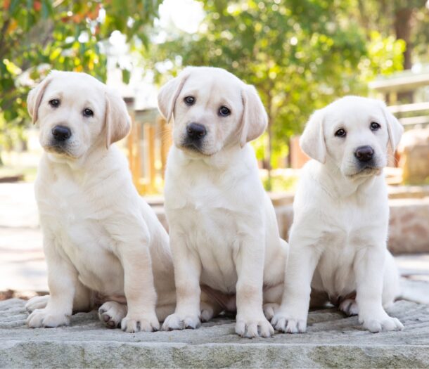 Three Labrador Retriever puppies sit side by side on a rock in an outdoor setting with trees in the background.