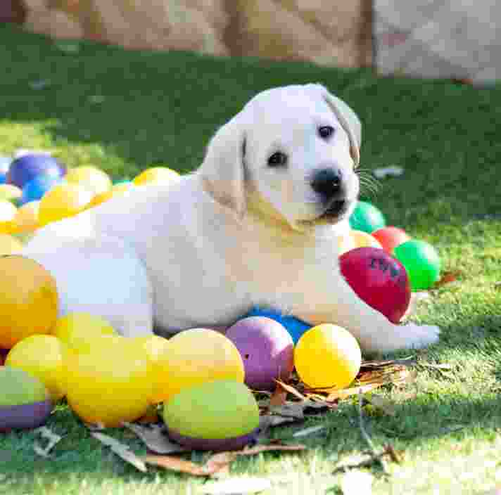 An eight week old yellow labrador puppy sitting outside on grass surrounded by multi coloured small balls.