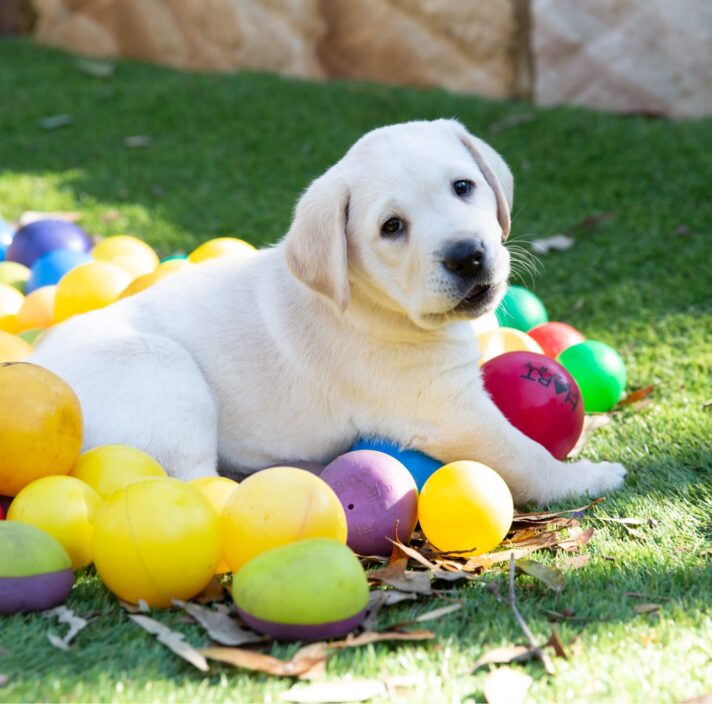An eight week old yellow labrador puppy sitting outside on grass surrounded by multi coloured small balls.