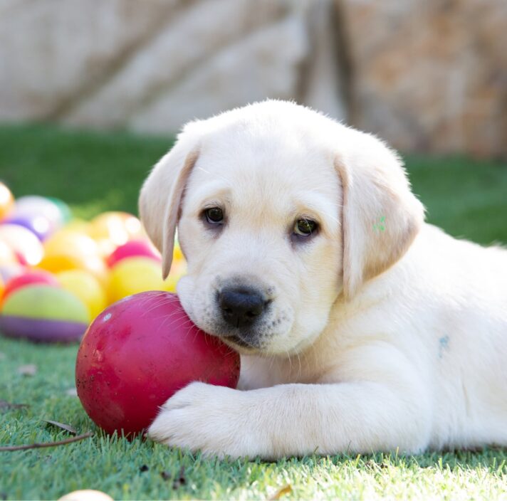 A yellow eight week old labrador puppy sitting outside on some grass with a dog toy in its mouth.
