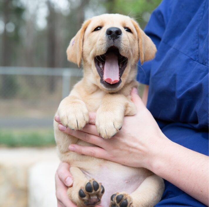 An eight week old caramel puppy being held by a person whilst outside. The puppy's mouth is wide open and looking at the camera.
