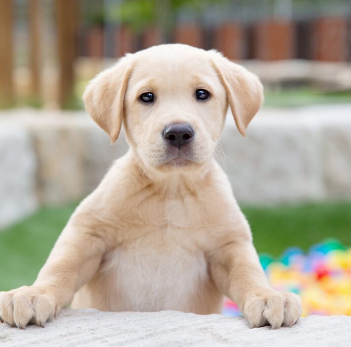 An eight week old yellow labrador puppy outside looking at the camera.