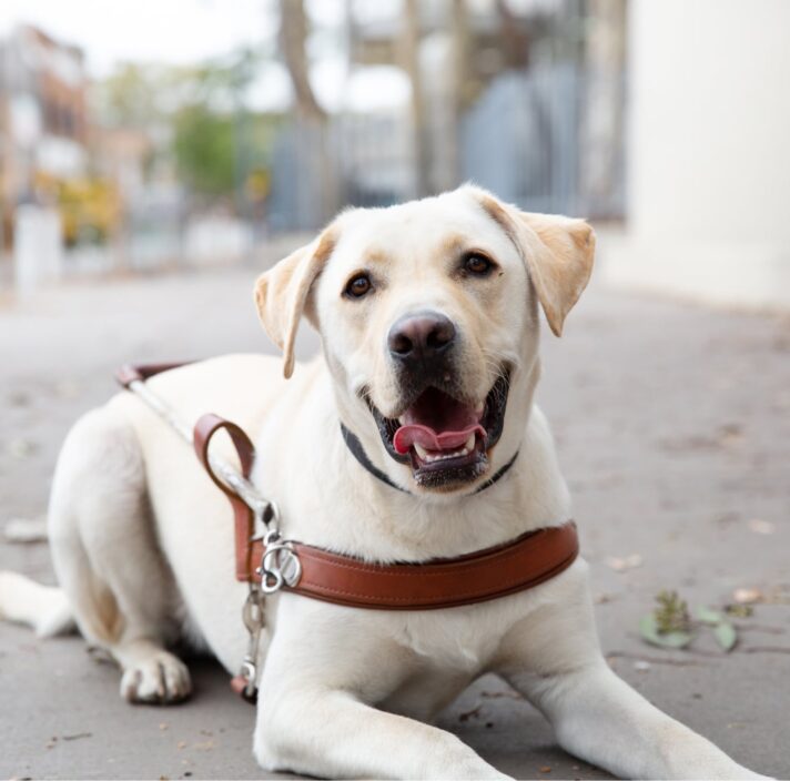 Who we are - Guide Dogs SA/NT