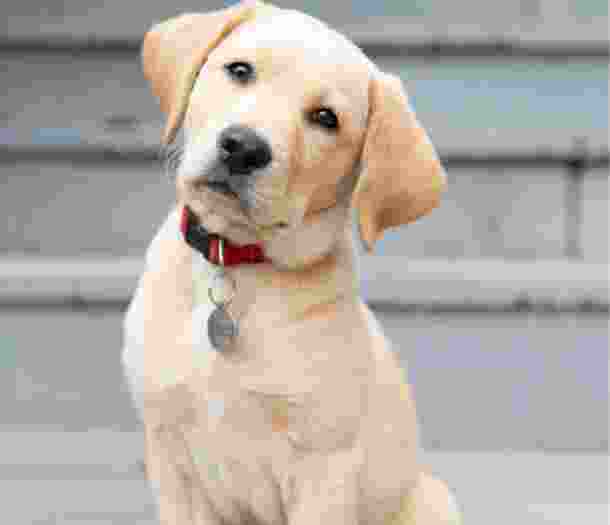 Do You Pay Tax On Litter Of Puppies