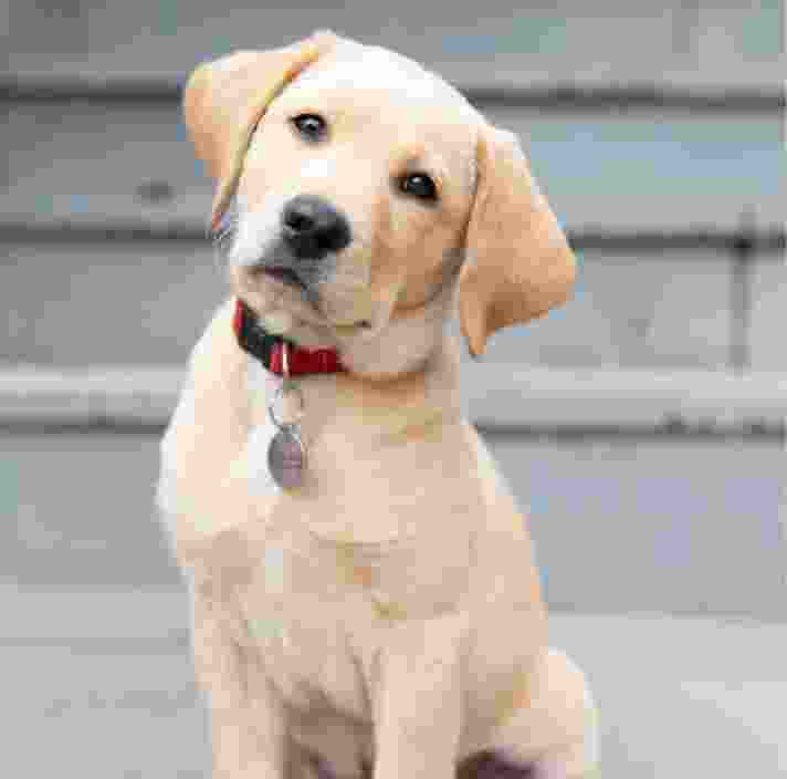 A yellow sixteen week old puppy sitting looking at the camera. The puppy is tilting its head to the right.
