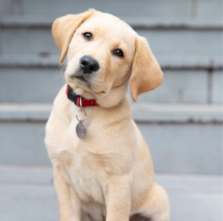 A yellow sixteen week old puppy sitting looking at the camera. The puppy is tilting its head to the right.