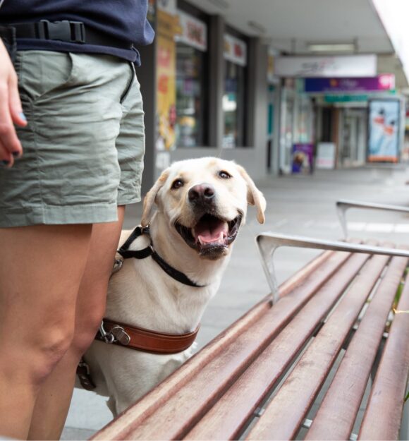 A yellow labrador Guide Dog, wearing a harness, with its handler, The dog is locating a bench and looking up at their handler.