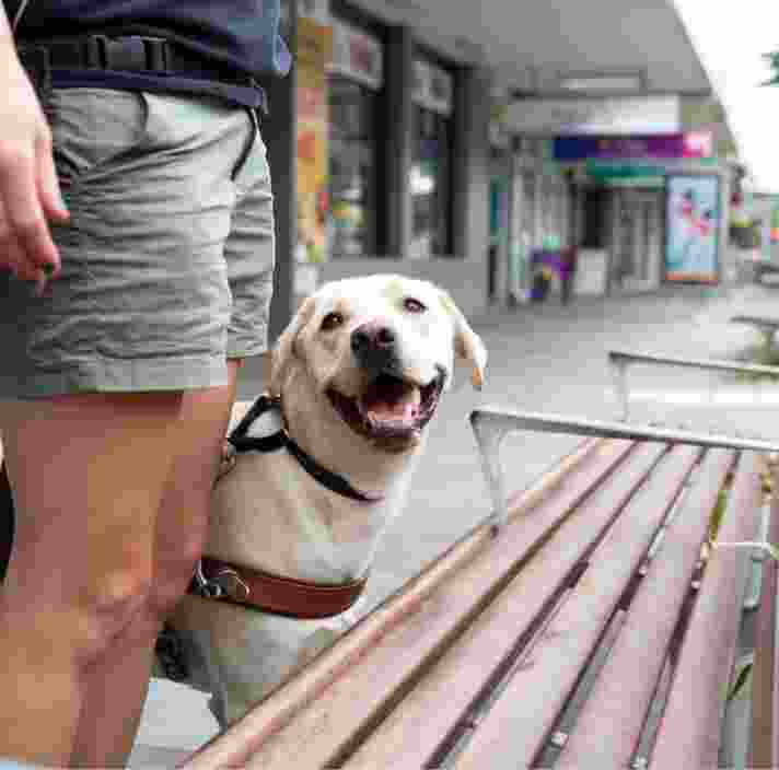 A yellow labrador Guide Dog, wearing a harness, with its handler, The dog is locating a bench and looking up at their handler.