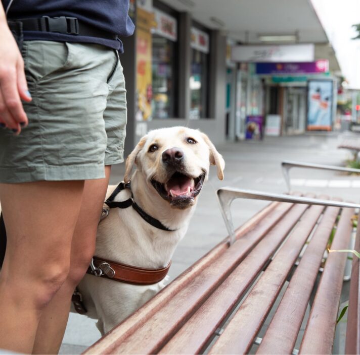 A yellow labrador Guide Dog, wearing a harness, with its handler, The dog is locating a bench and looking up at their handler.