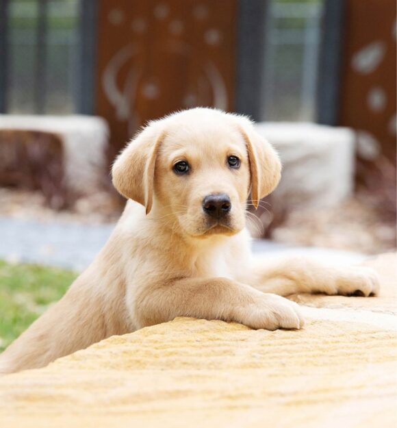 A yellow eight week old puppy outside with its front paws perched on a ledge. The puppy is looking straight at the camera.