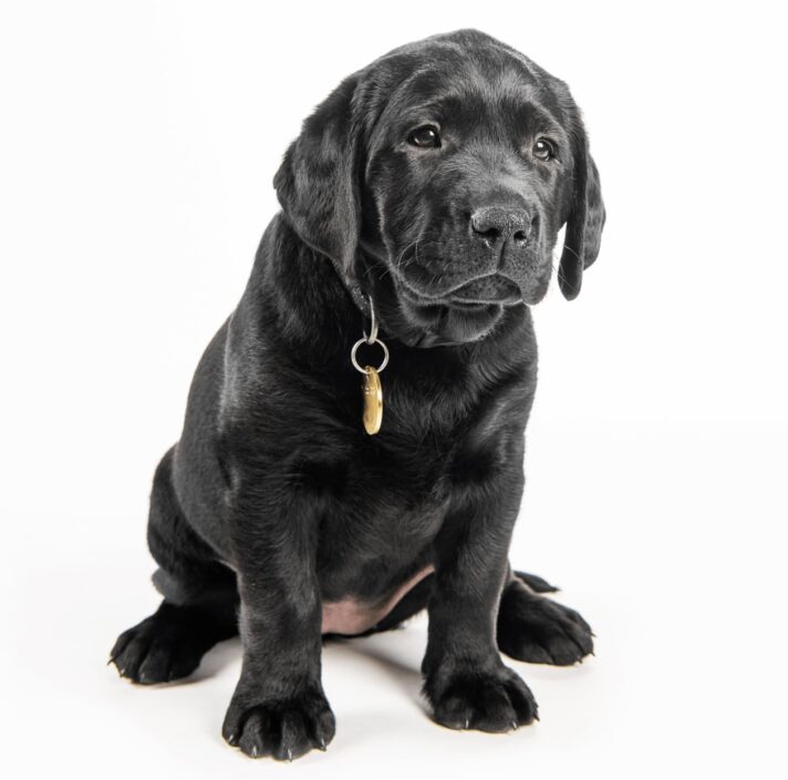 A black 12 week old labrador puppy sitting on its back legs looking at the camera against a white background.