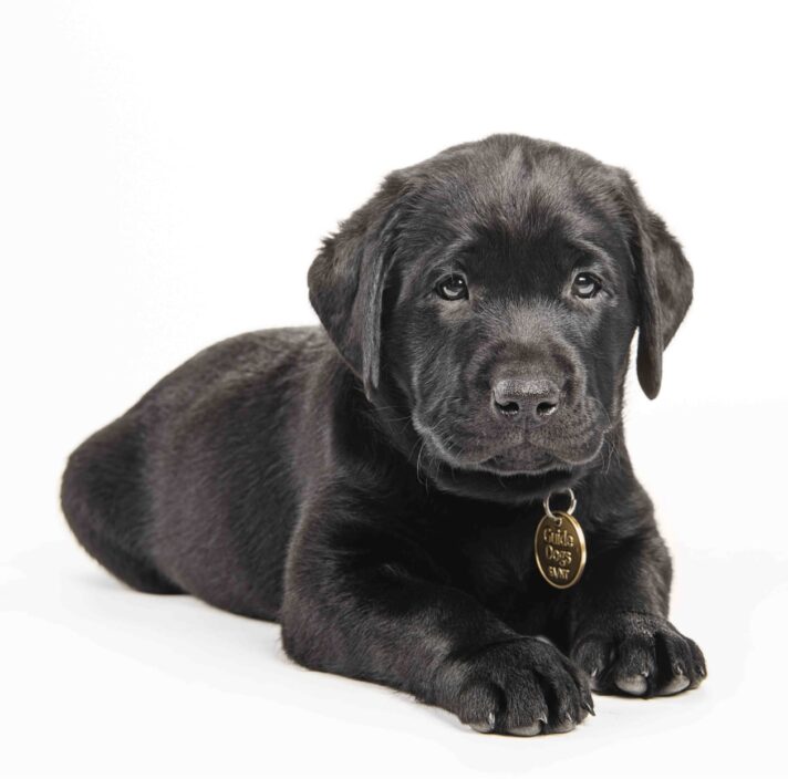 A black ten week old puppy sitting flat on the ground. The puppy is against a white background and is looking straight at the camera.