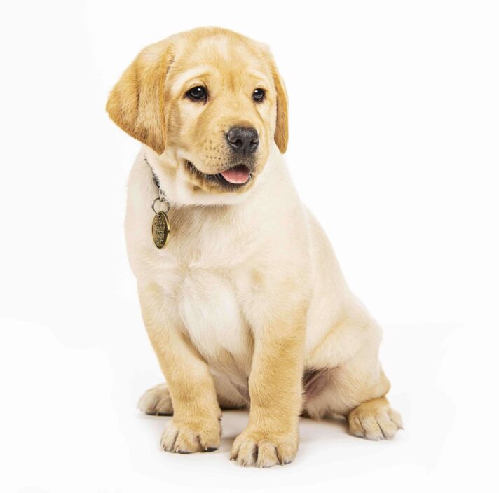 A yellow 12 week old labrador puppy sitting on its back legs looking to the right of the camera and is against a white background.