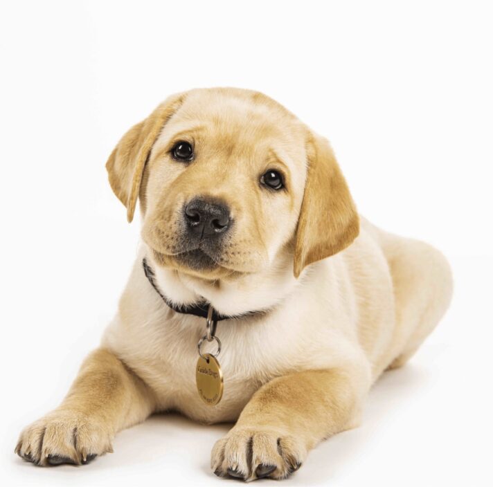 A yellow ten week old labrador puppy sitting flat on the ground looking straight at the camera. The puppy is against a white background.