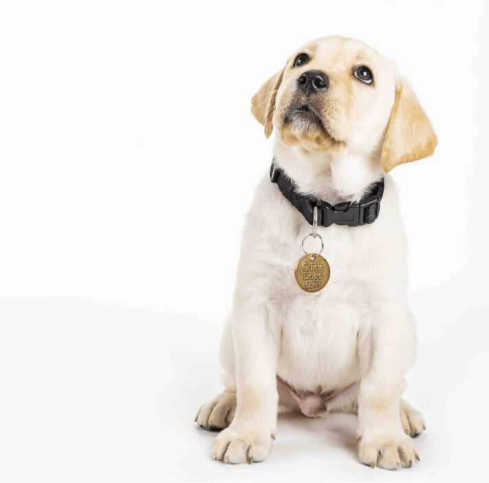 A yellow ten week old labrador puppy sitting on its back legs against a white background looking up above above the camera.