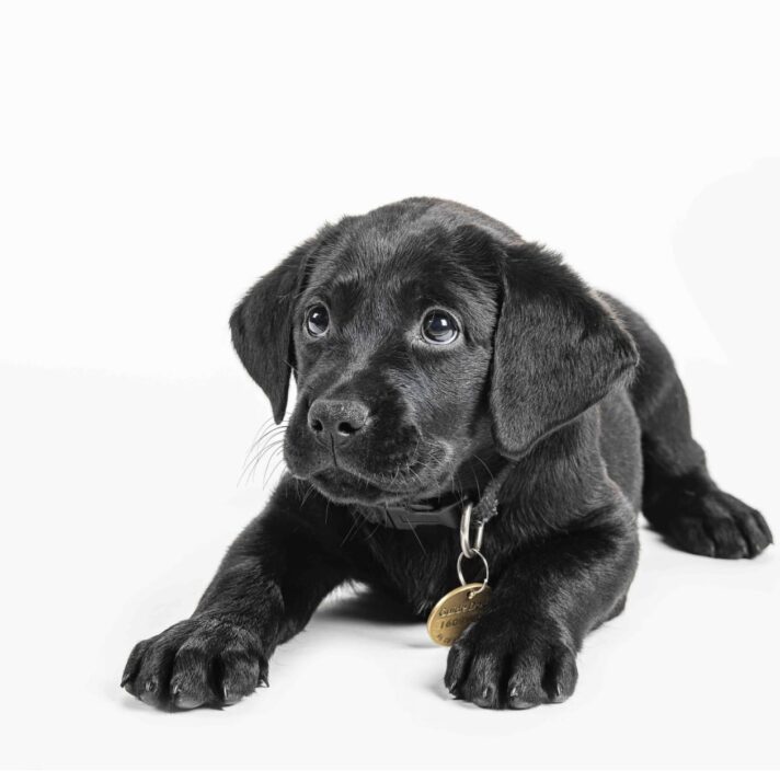 A black ten week old labrador puppy sitting flat on the ground looking to the left of the camera. The puppy is against a white background.