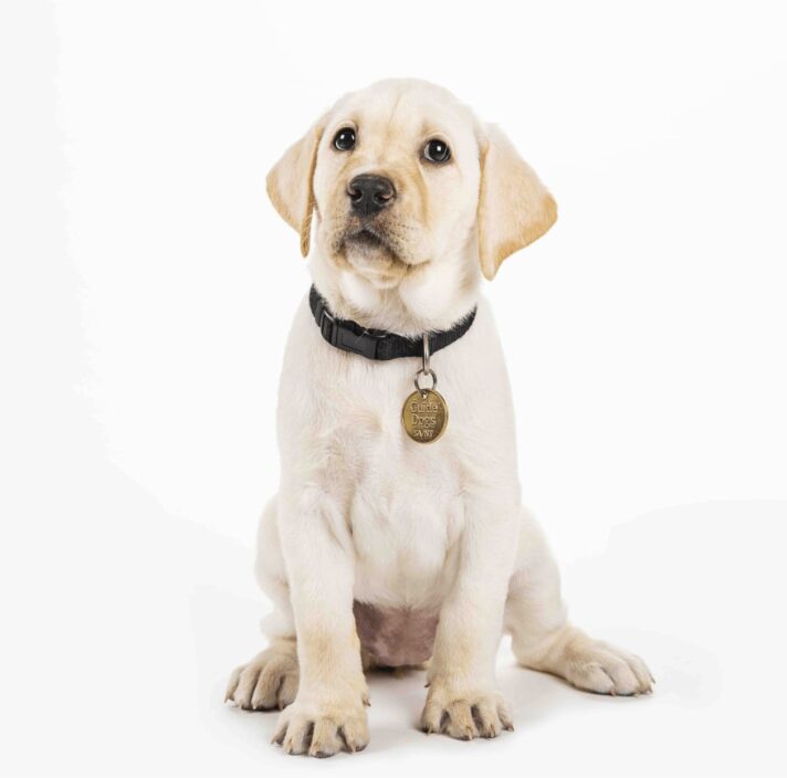A yellow 12 week old labrador puppy sitting on its back legs looking at the camera against a white background.