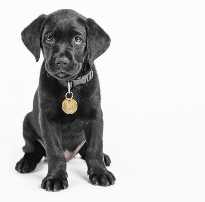 A black eight week old labrador puppy sitting on its back legs looking at the camera against a white background.