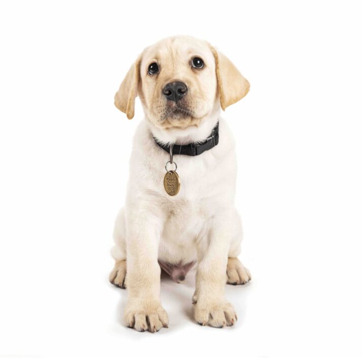 A yellow ten week old labrador puppy sitting on its back legs against a white background looking straight at the camera.