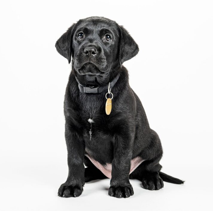 A black 12 week old labrador puppy sitting on its back legs looking at the camera against a white background.