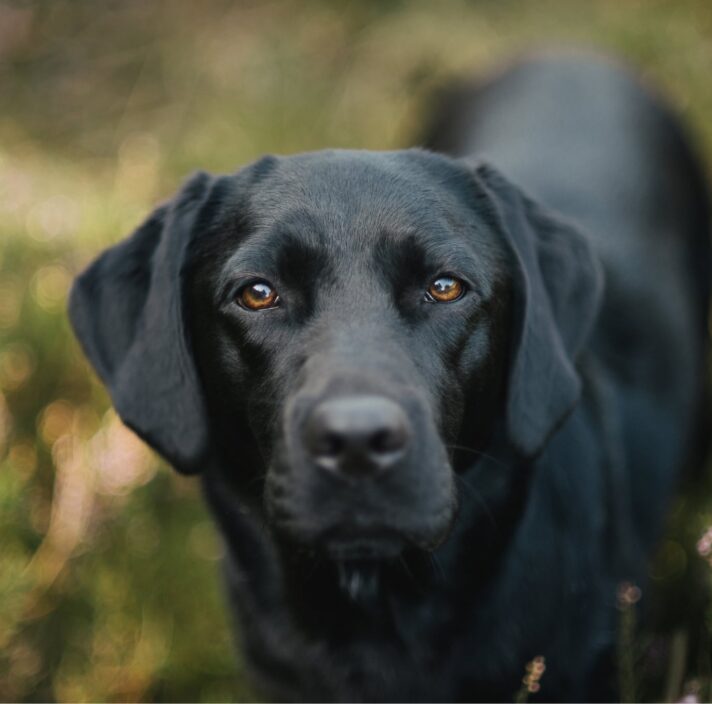 A black labrador dog outside. The dog is looking straight at the camera.