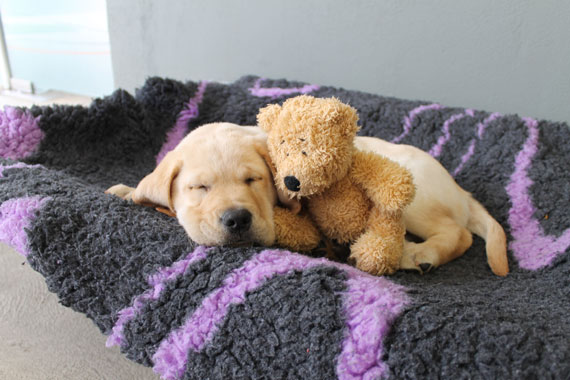 training a teddy bear puppy