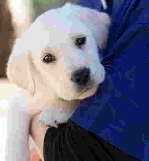 Close up image of an eight week old yellow labrador's face. The puppy is being held by a person and is resting its head on their arm.