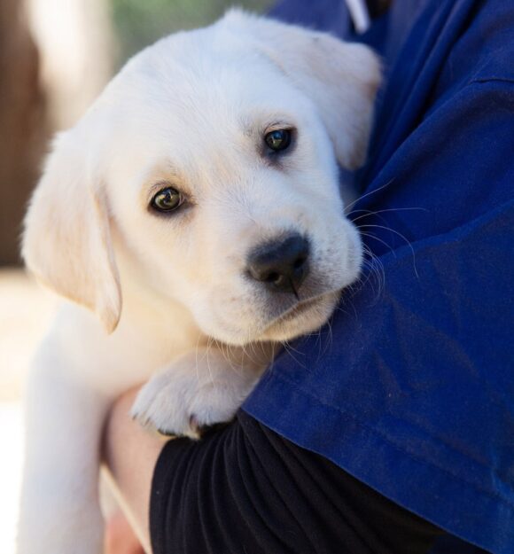 Close up image of an eight week old yellow labrador's face. The puppy is being held by a person and is resting its head on their arm.