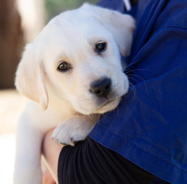 Close up image of an eight week old yellow labrador's face. The puppy is being held by a person and is resting its head on their arm.