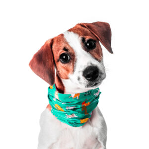 A brown and white dog dons a green, patterned bandana and poses against a plain white backdrop in the image for the Christmas Cards - Colour (10 Pack).