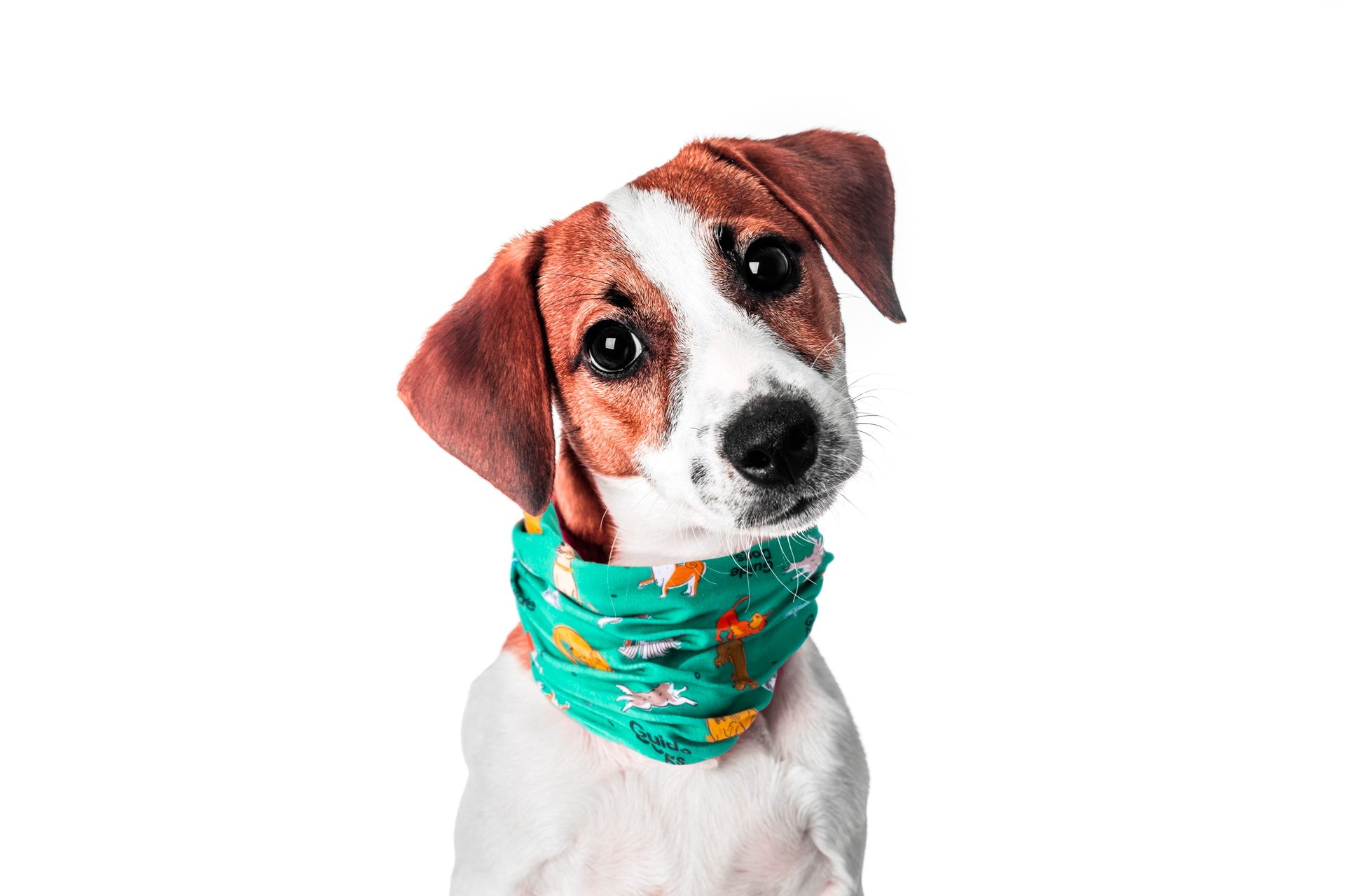 A brown and white dog dons a green, patterned bandana and poses against a plain white backdrop in the image for the Christmas Cards - Colour (10 Pack).