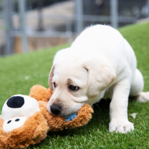 Gifts for Guide Dogs