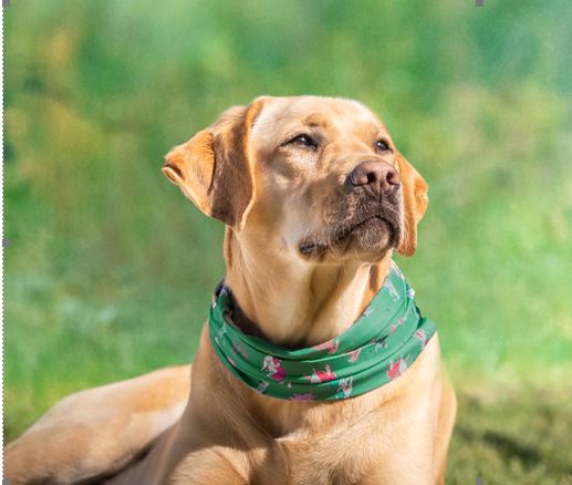 A Labrador Retriever sporting a bandana, available in two sizes, relaxes on grass with a blurred green backdrop.