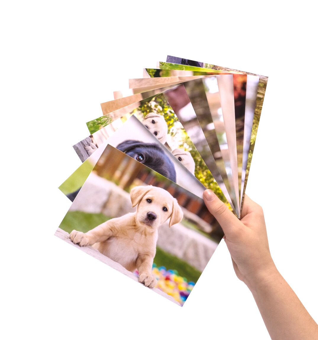 Blank Greeting Cards 10 Pack Guide Dogs SA NT   BlankGreetingCards DSCF3092 E1664192662377 