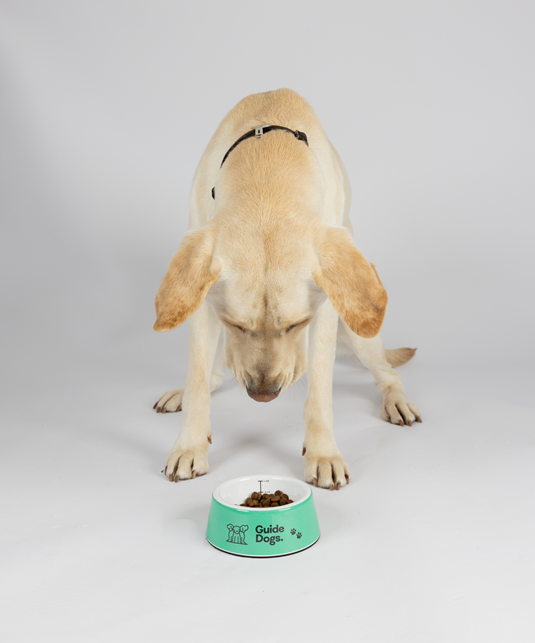 A yellow Labrador stands and looks down at a green Dog Bowl filled with food, on a plain white background.
