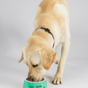 A yellow Labrador retriever wearing a black collar eats from a Dog Bowls - Green product on a white background.
