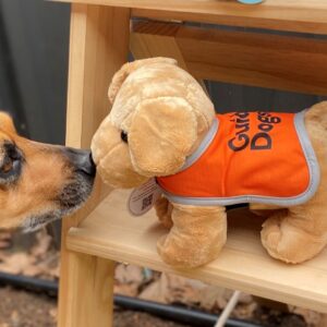 A dog sniffs a Plush Dog - Standing wearing an orange Guide Dogs vest on a wooden shelf.