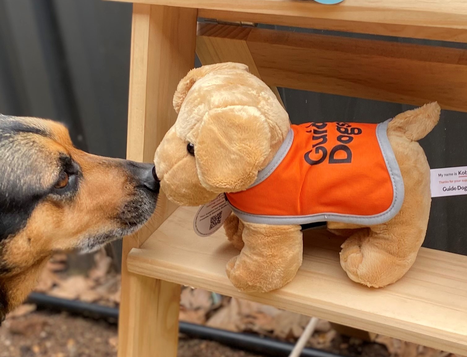 A dog sniffs a Plush Dog - Standing wearing an orange Guide Dogs vest on a wooden shelf.