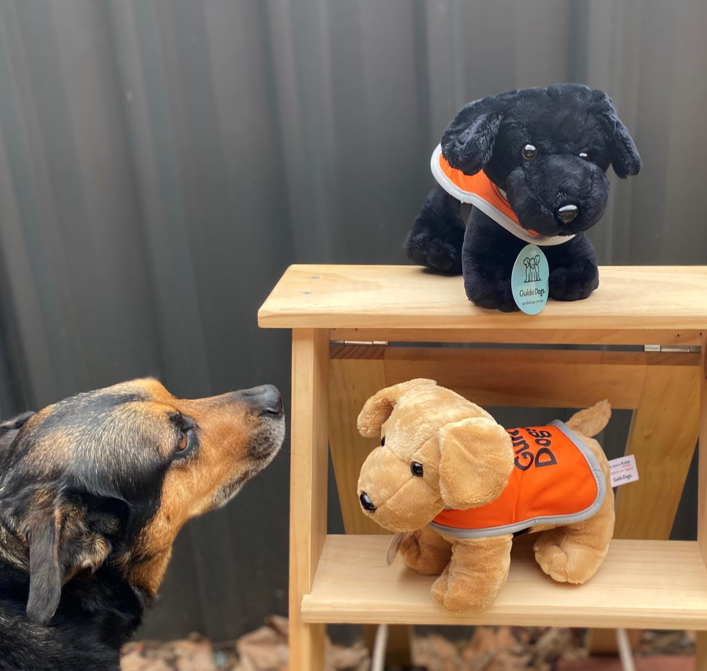 A dog looks at two "Plush Dog - Standing" guide dog toys, one black and one tan, displayed on a small wooden stand.