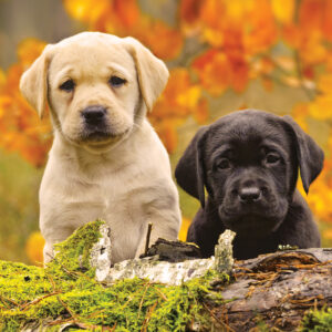 A pair of Labrador puppies, one yellow and one black, relax on a mossy log surrounded by autumn leaves, embodying the cozy charm of the Polar Fleece Rug - Puppy Friends.