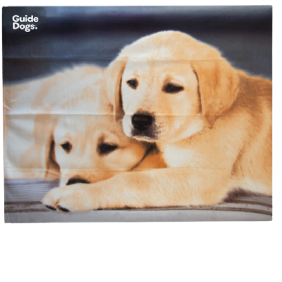 Two Labrador Retriever puppies lying together on a soft background, with one resting its head on the other.