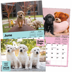 2026 Calendar features adorable Labrador Retriever puppies, including group outdoor shots, playful scenes with a teddy bear, and three pups sitting together on the grass.