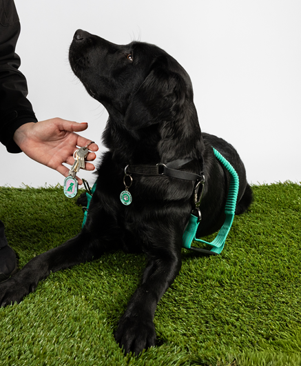 A black Labrador in a teal harness lies on artificial grass as a person holds the Keyring and Charm Set near its face.