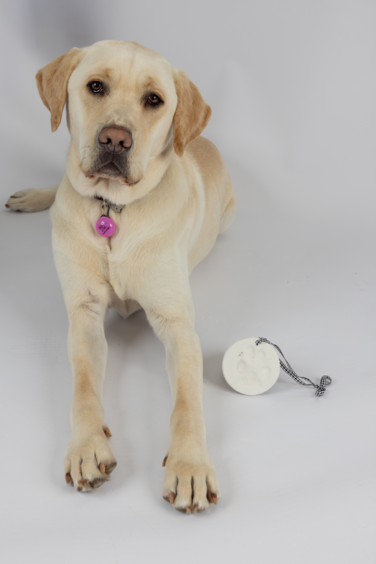 A yellow Labrador lies beside the Clay Paw Print Kit’s white paw print ornament, which hangs from a black and white string.