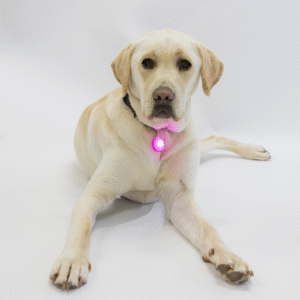 A yellow Labrador Retriever lies on a white background, wearing a collar with the Clip on LED Light in glowing pink.