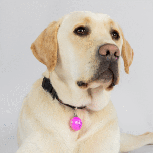 A yellow Labrador Retriever sits against a plain light background, wearing a black collar with the Clip on LED Light in pink attached.